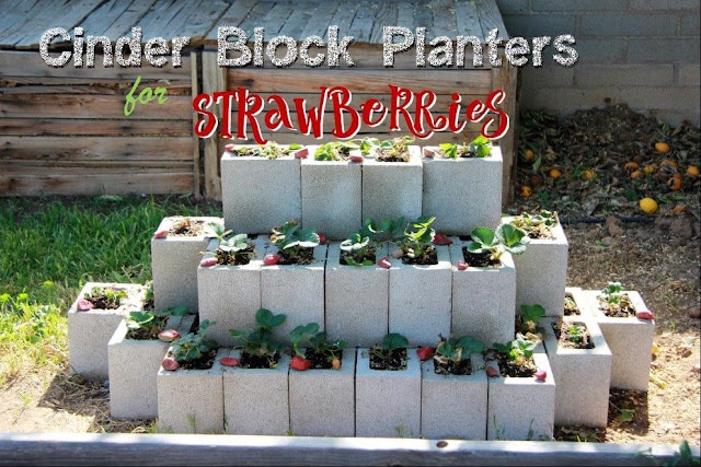 Cinder Block Strawberry Garden- clear water cottage
