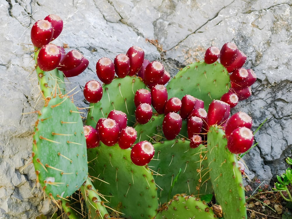 Coastal Prickly Pear Cactus