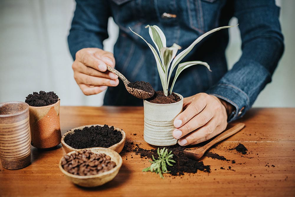 Coffee grounds as fertilizer_Nor Gal_Shutterstock