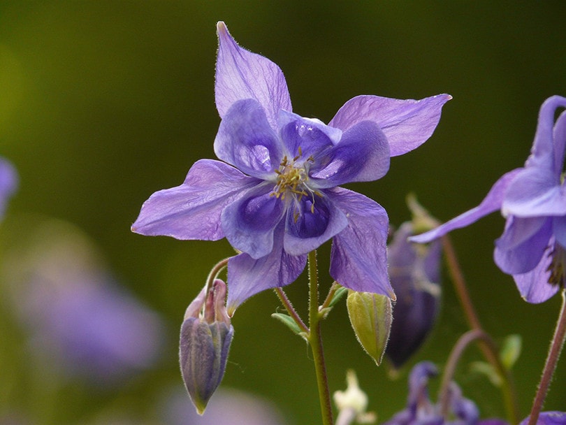 Common Blue Violet