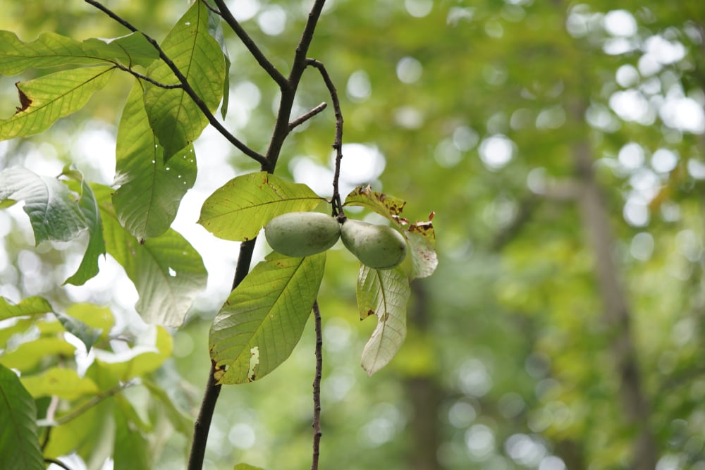 Common Pawpaw