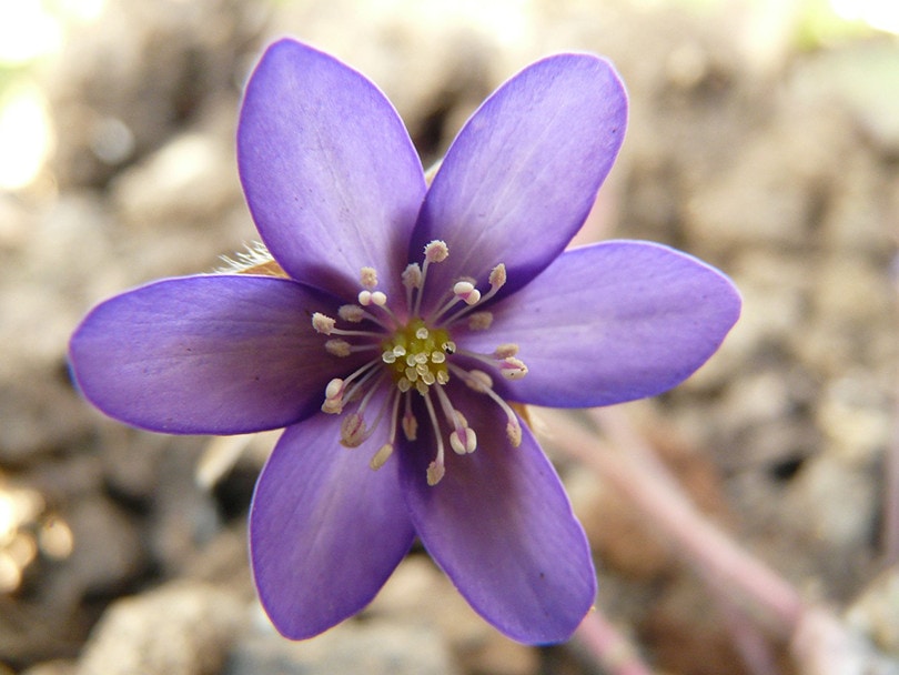 Common blue violet