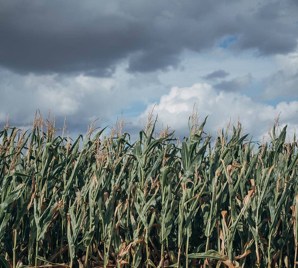 Corn Tree in a bad weather_Benjamin Jopen_Unsplash