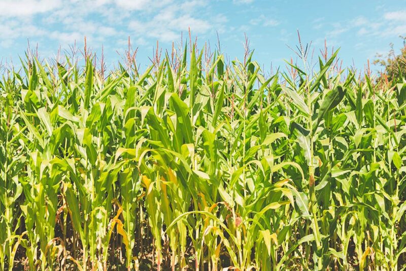 Corn Plant
