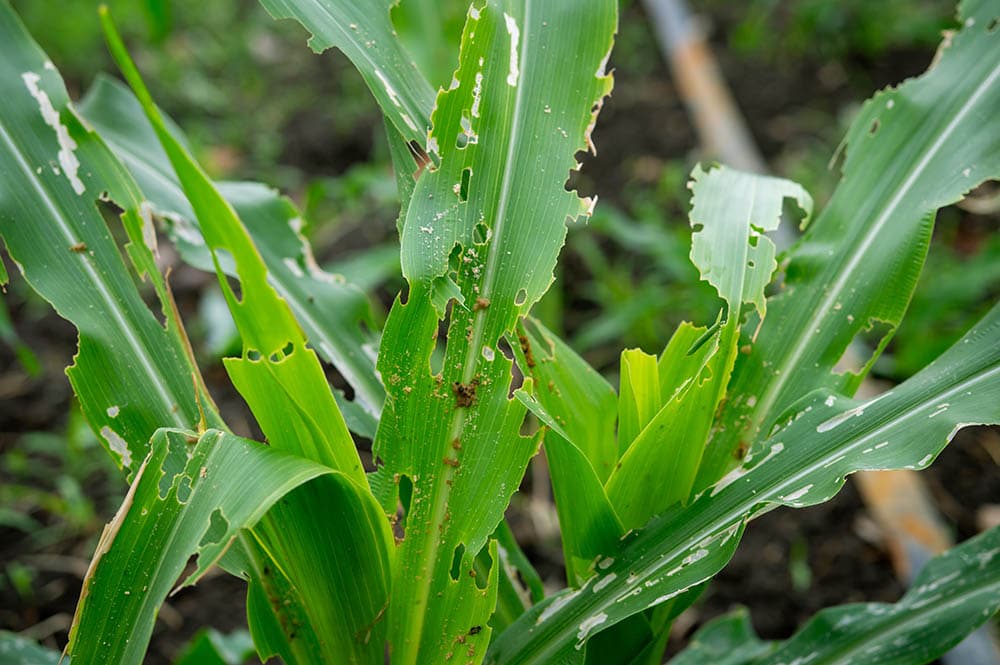 Corn plant infested by pests_RachenStocker_Shutterstock