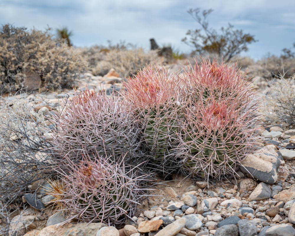 Cottontop Barrel Cactus