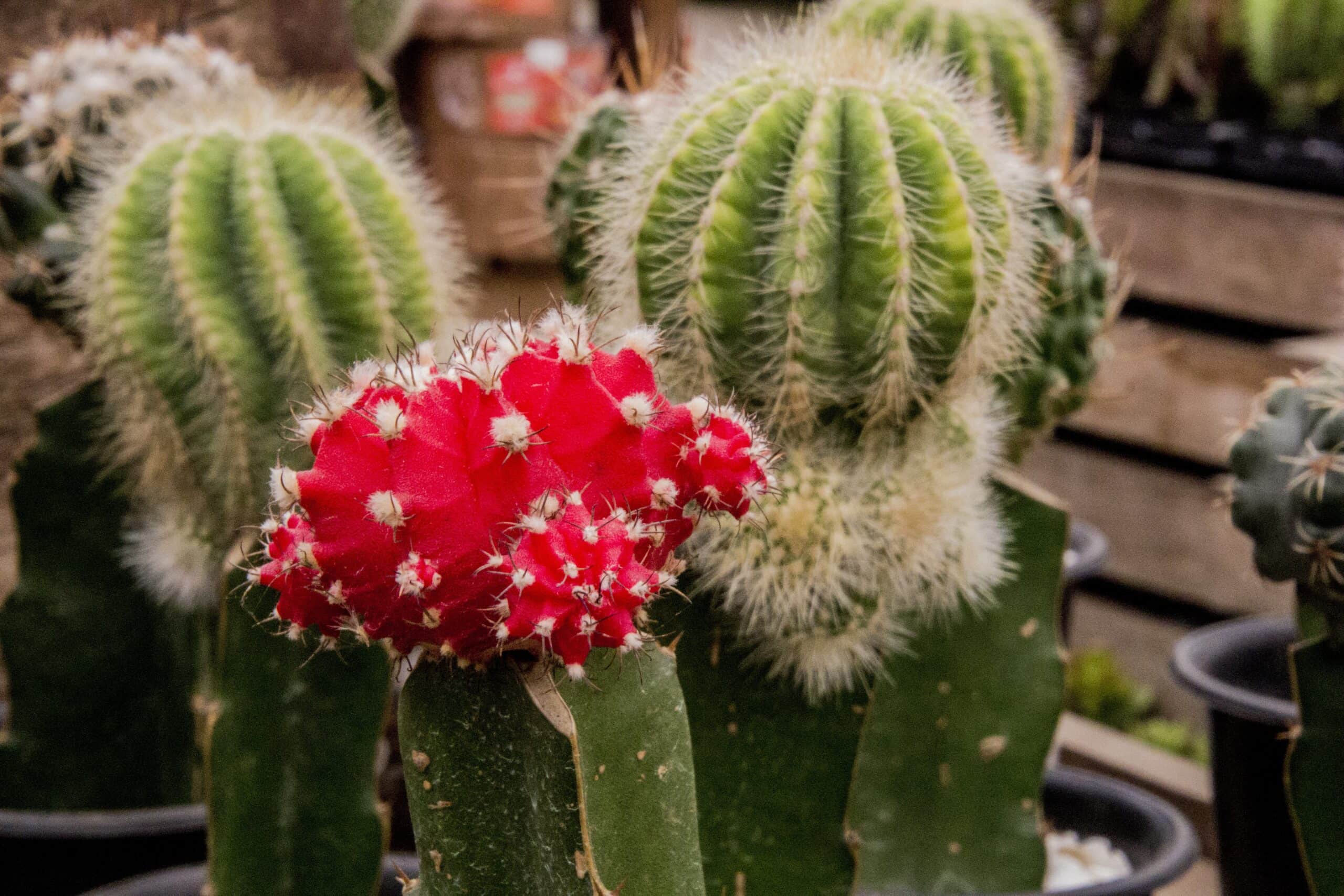 Crimson Crown Cactus