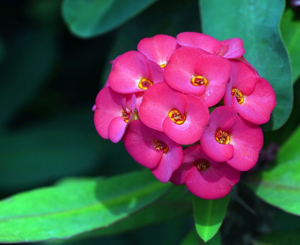 Crown of Thorns