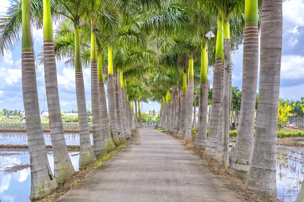 Cuban Royal Palm