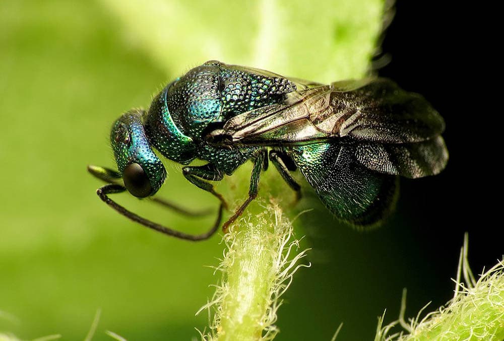 Cuckoo Wasp (35128623596)