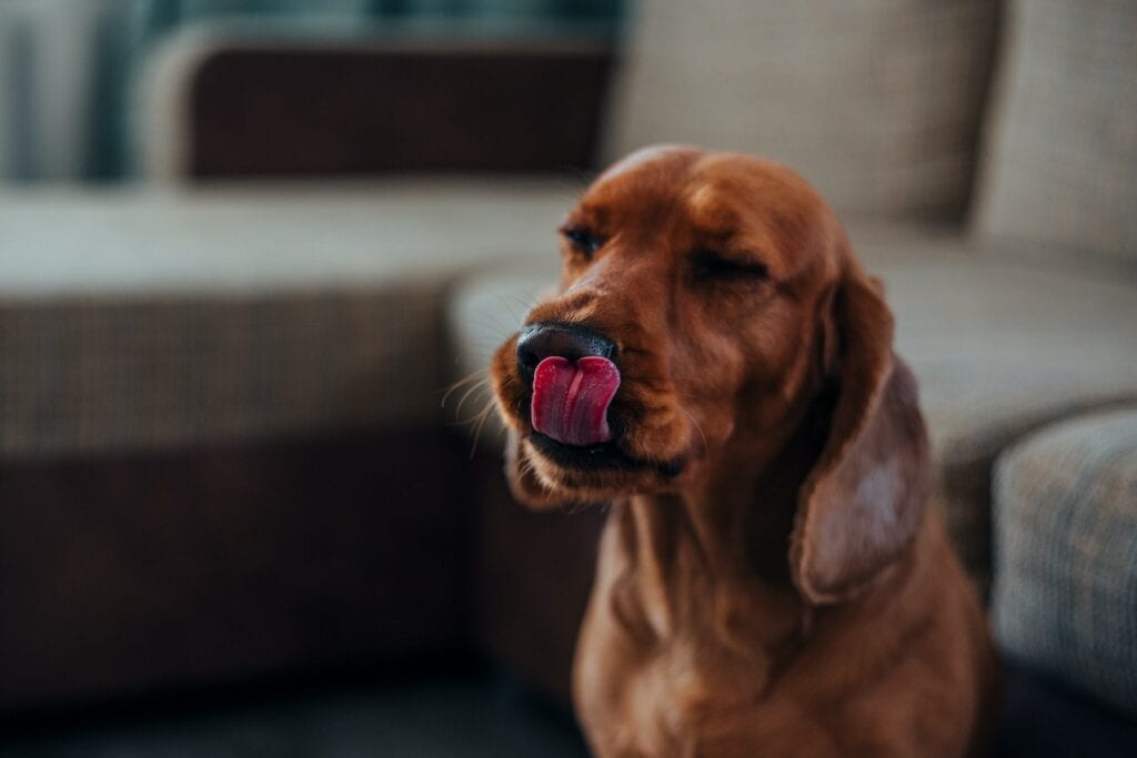 Cute brown dog sitting near sofa and licking nose