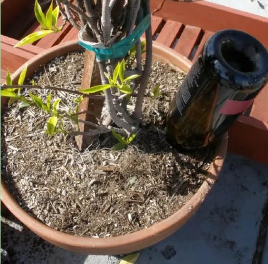 DIY Watering Globe