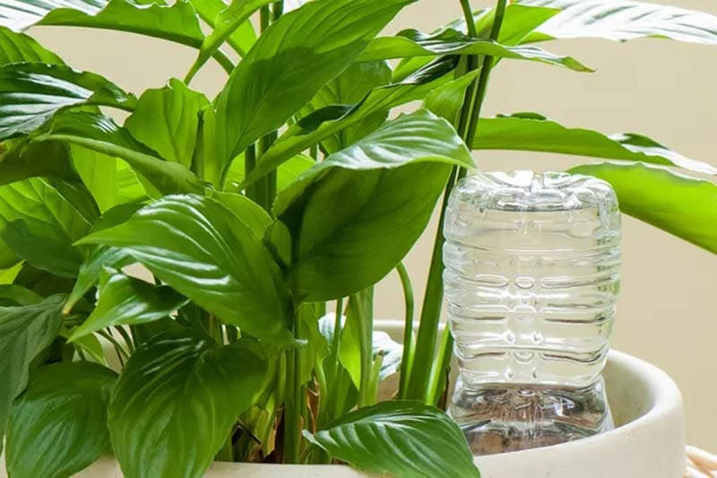 DIY Watering Globe