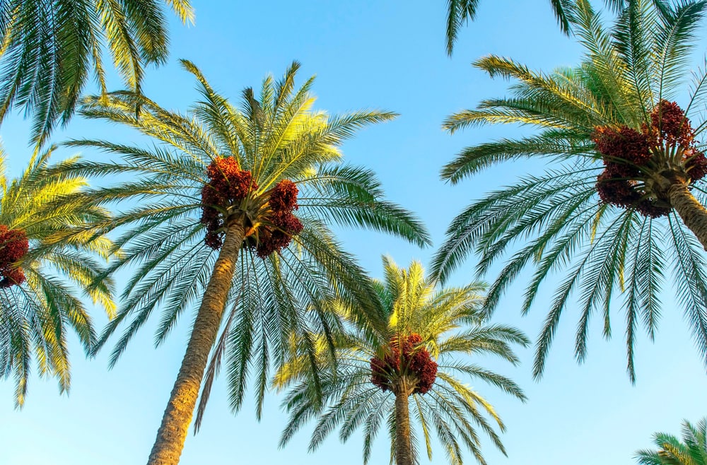 Date Palm Tree