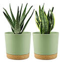 Demaciya Plant Pot for Indoor Plant