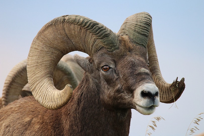 Desert Bighorn Sheep