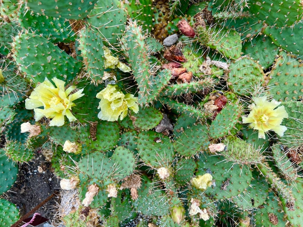 Devil’s Tongue Cactus