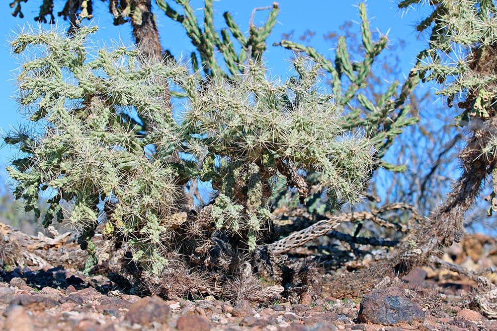 Diamond Cholla Cactus_cpaulfell_Shutterstock