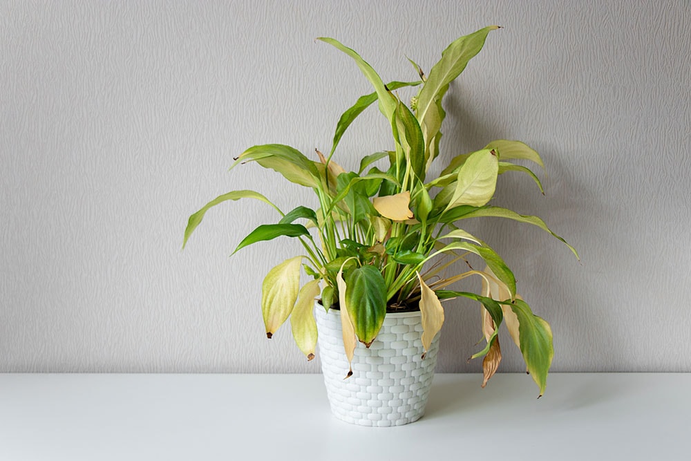 Disease houseplant. Wilting home flower Spathiphyllum in white pot