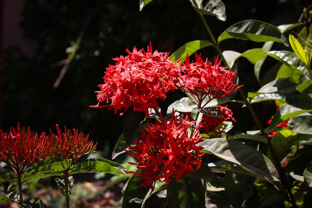 Dixter
