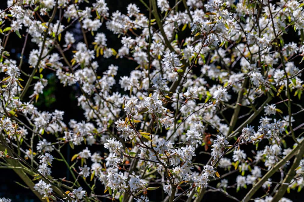 Downy Serviceberry