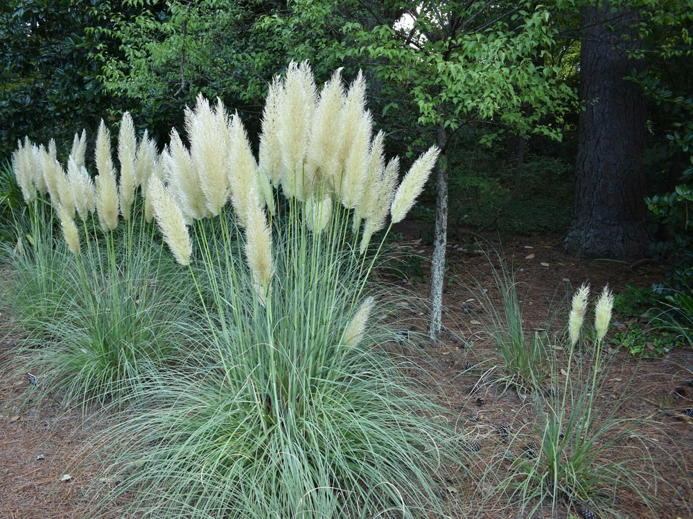 Dwarf Pampas Grass