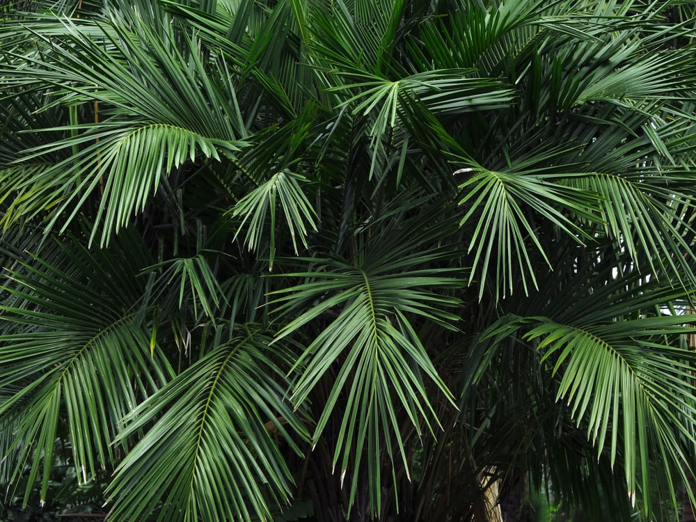 Dwarf Sugar Palm Tree