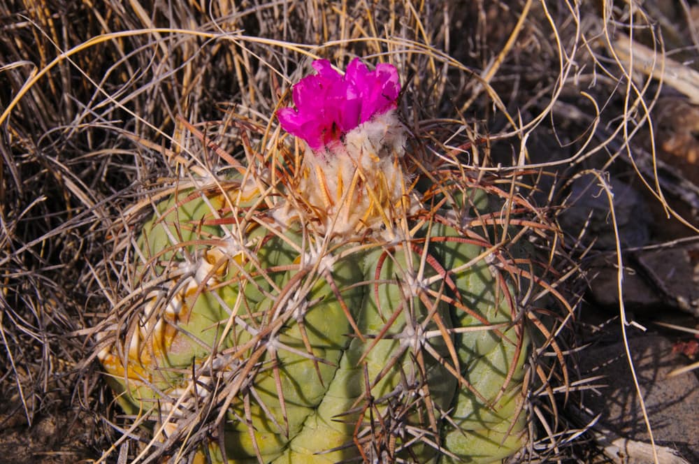 Eagle Claw Cactus