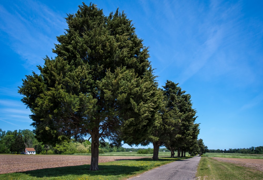 Eastern Redcedar Tree