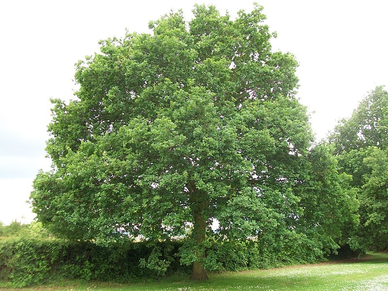 English Oak (Quercus robur)