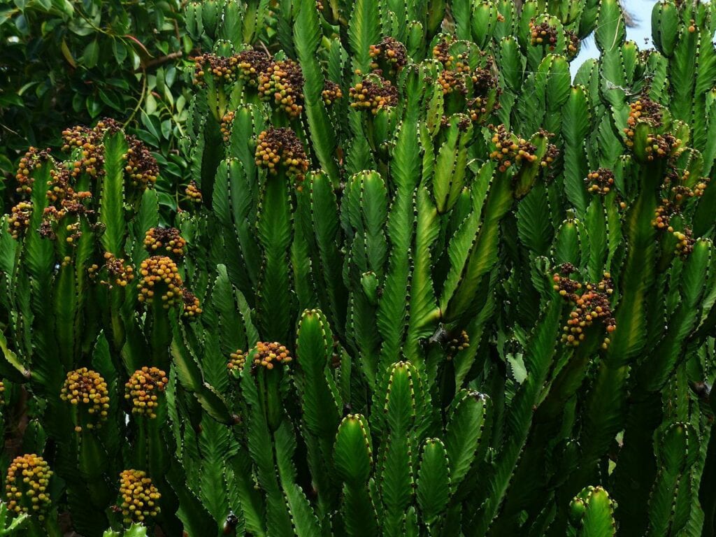 Euphorbia Cactus
