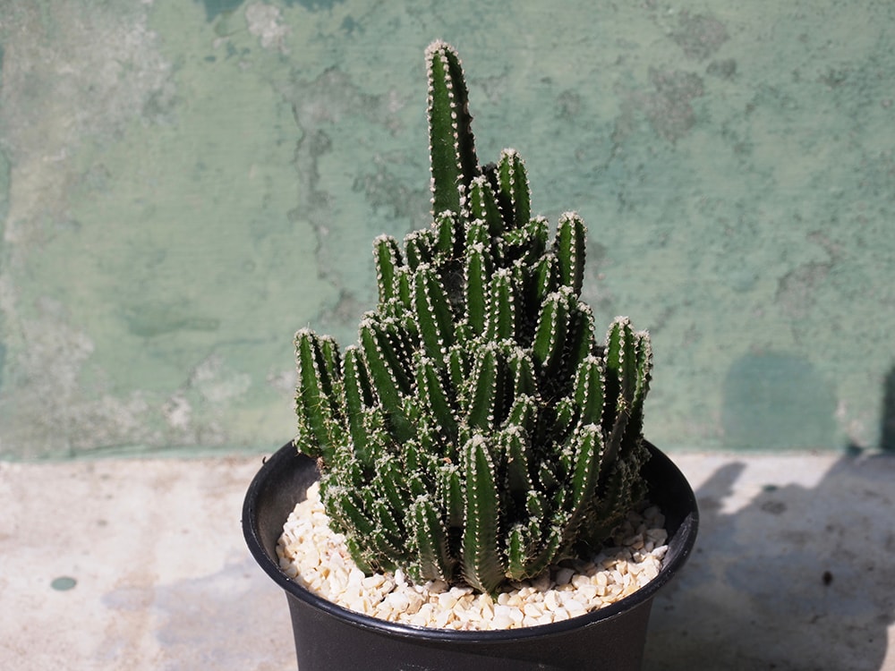 Fairy Castle Cactus