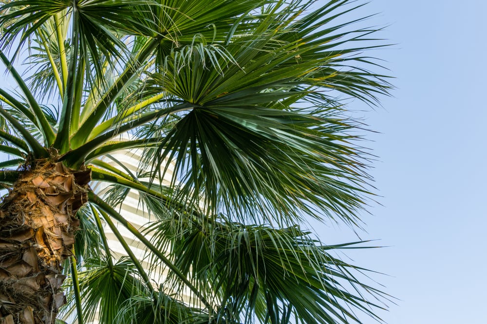 Fan Palm Tree