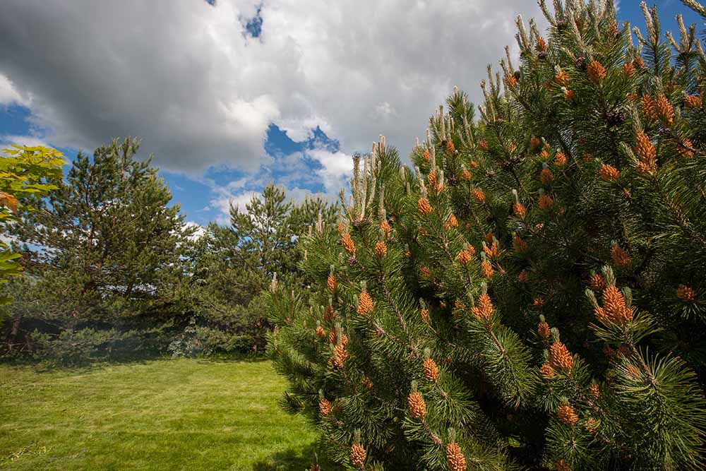 Mountain Pine Pinus Mugo