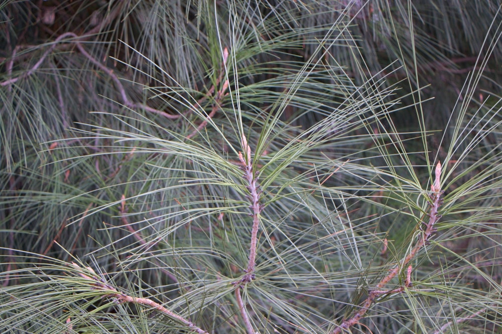 Foothill Pine
