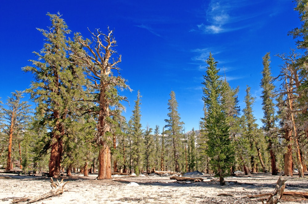 Foxtail Pine