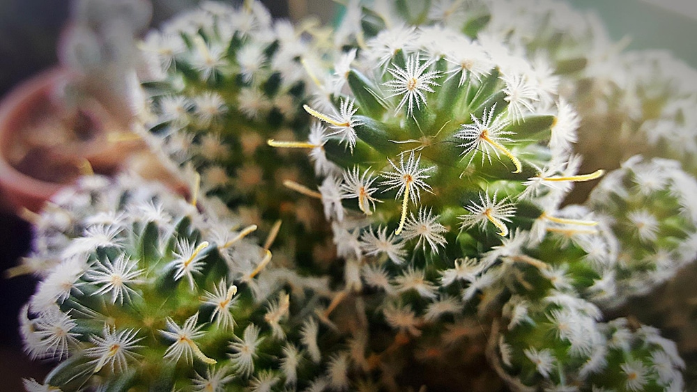 Fuzzy cactus_ThreeMilesPerHour_Pixabay