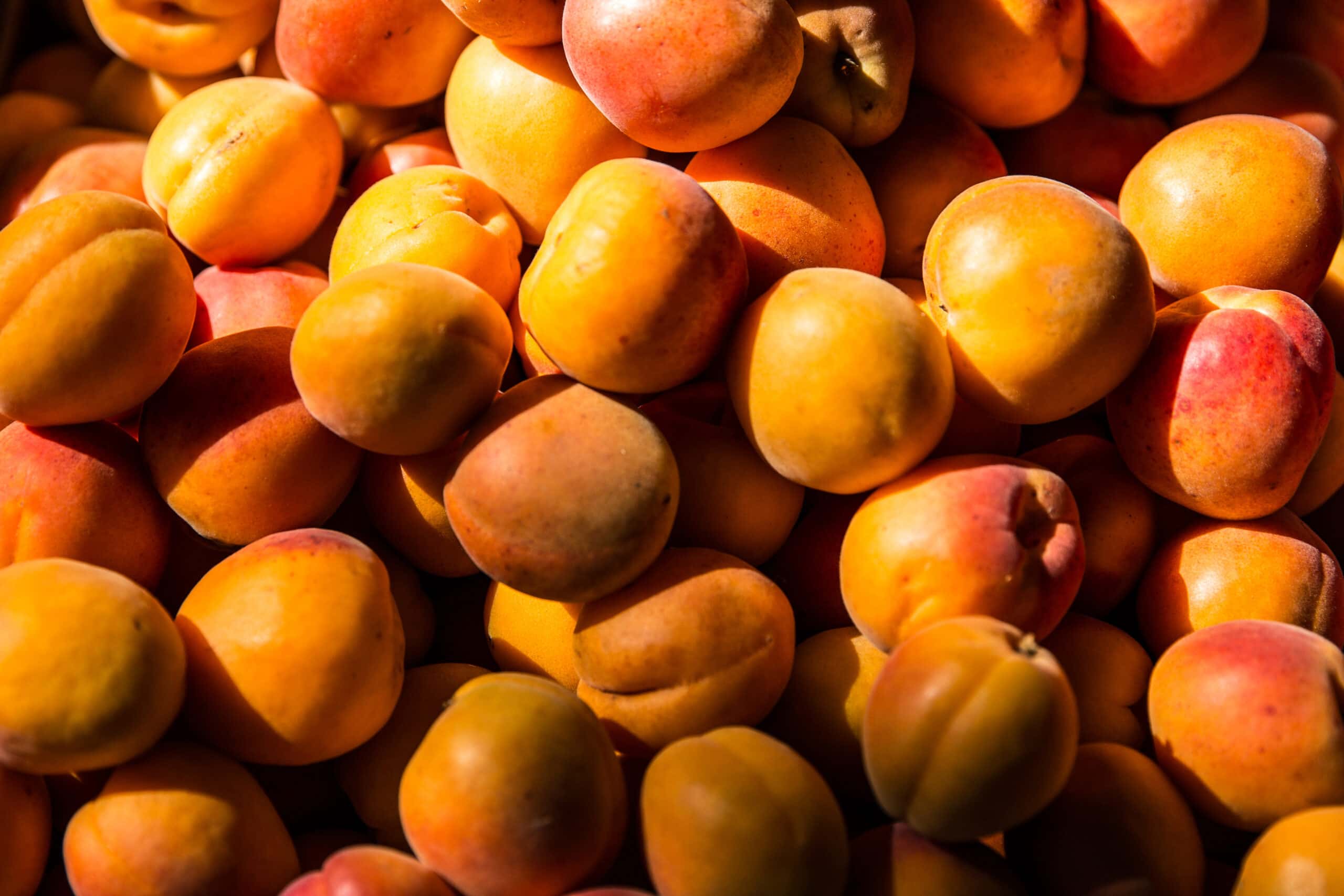 Brittany Gold Apricot Tree