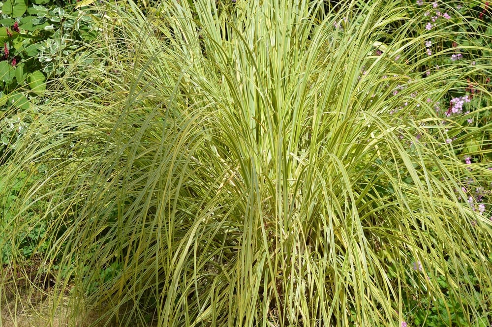 Gold Band Pampas