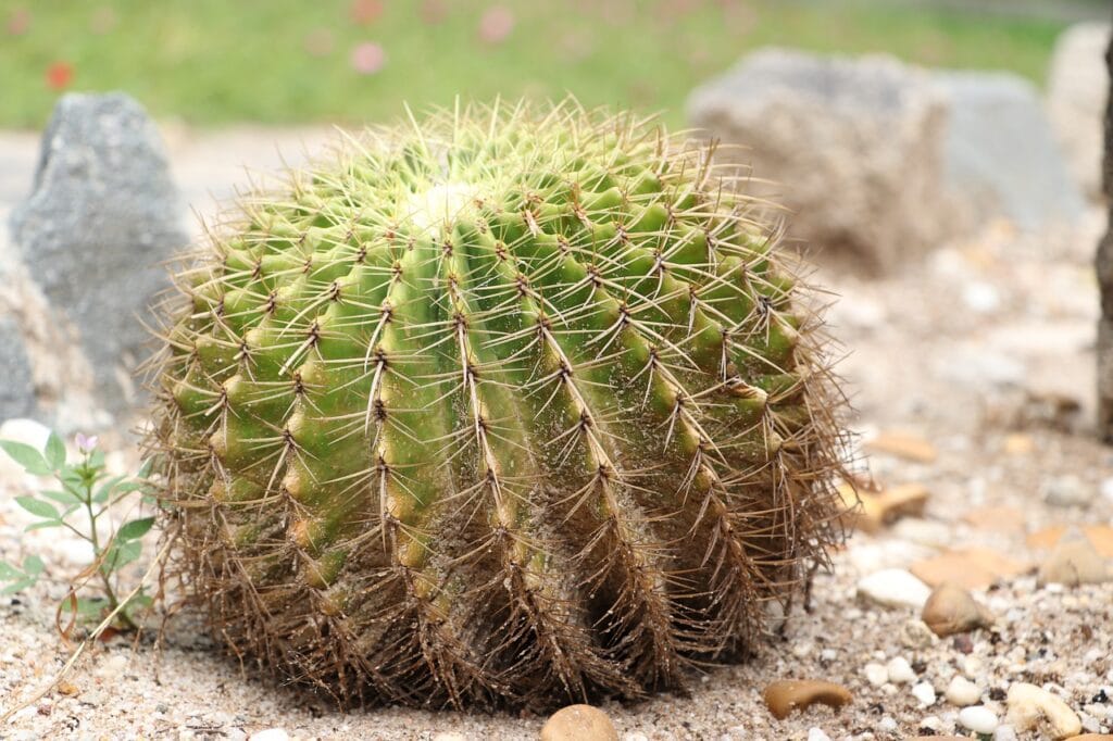Golden Barrel Cactus