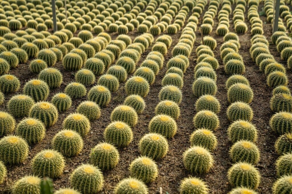 Golden Hedgehog Cactus