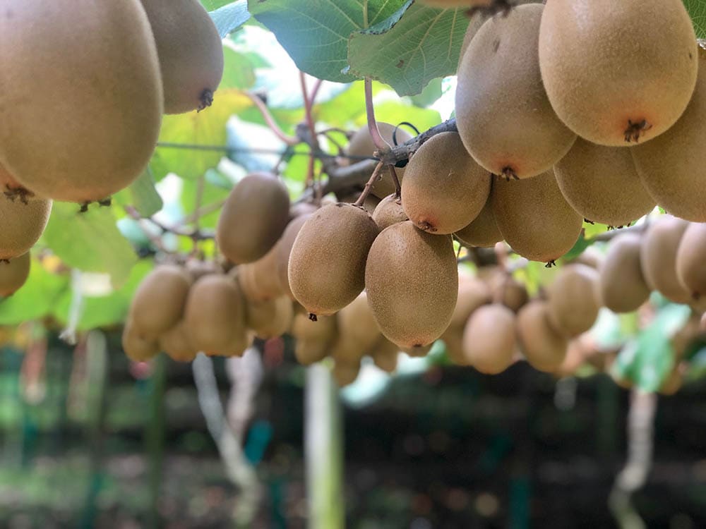 Golden Kiwi Tree_AlexToretto_Shutterstock