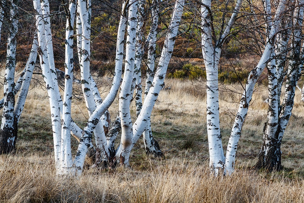 Gray Birch Tree_LFRabanedo_Shutterstock