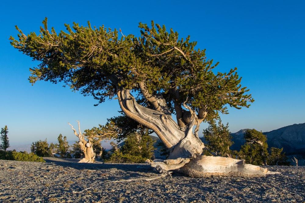 Great Basin Bristlecone Pine