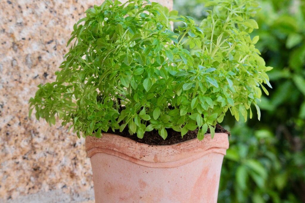 Greek Basil