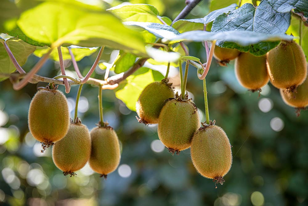Green Kiwi_Mehmet Cetin_Shutterstock