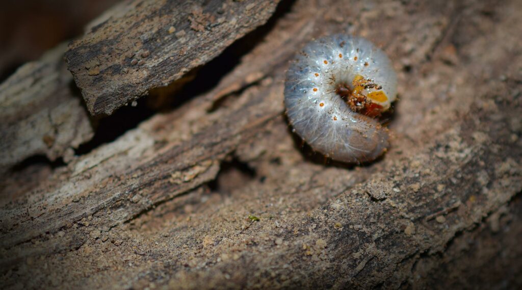 Grubs