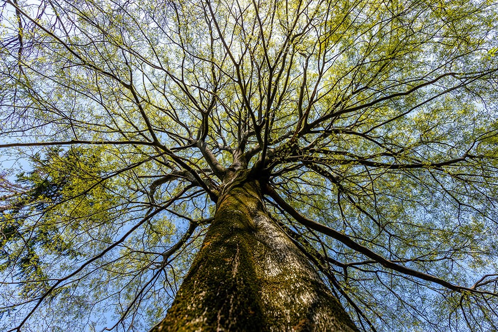 Hackberry Tree_Fabrizio Guarisco_Shutterstock