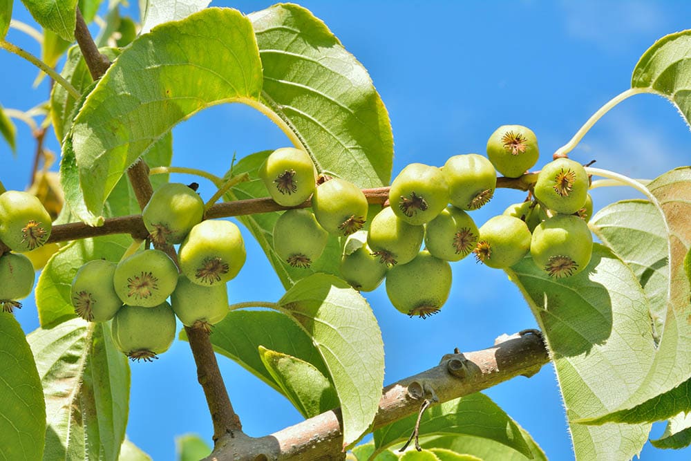 Hardy Kiwi_Kirsanov Valeriy Vladimirovich_Shutterstock