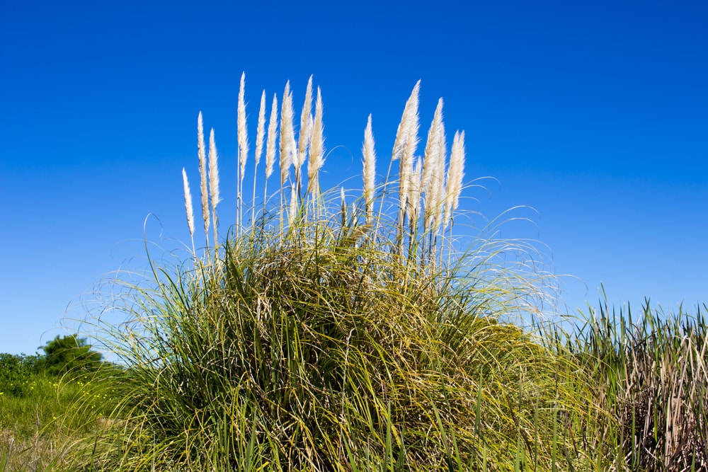 Hardy Pampas Grass
